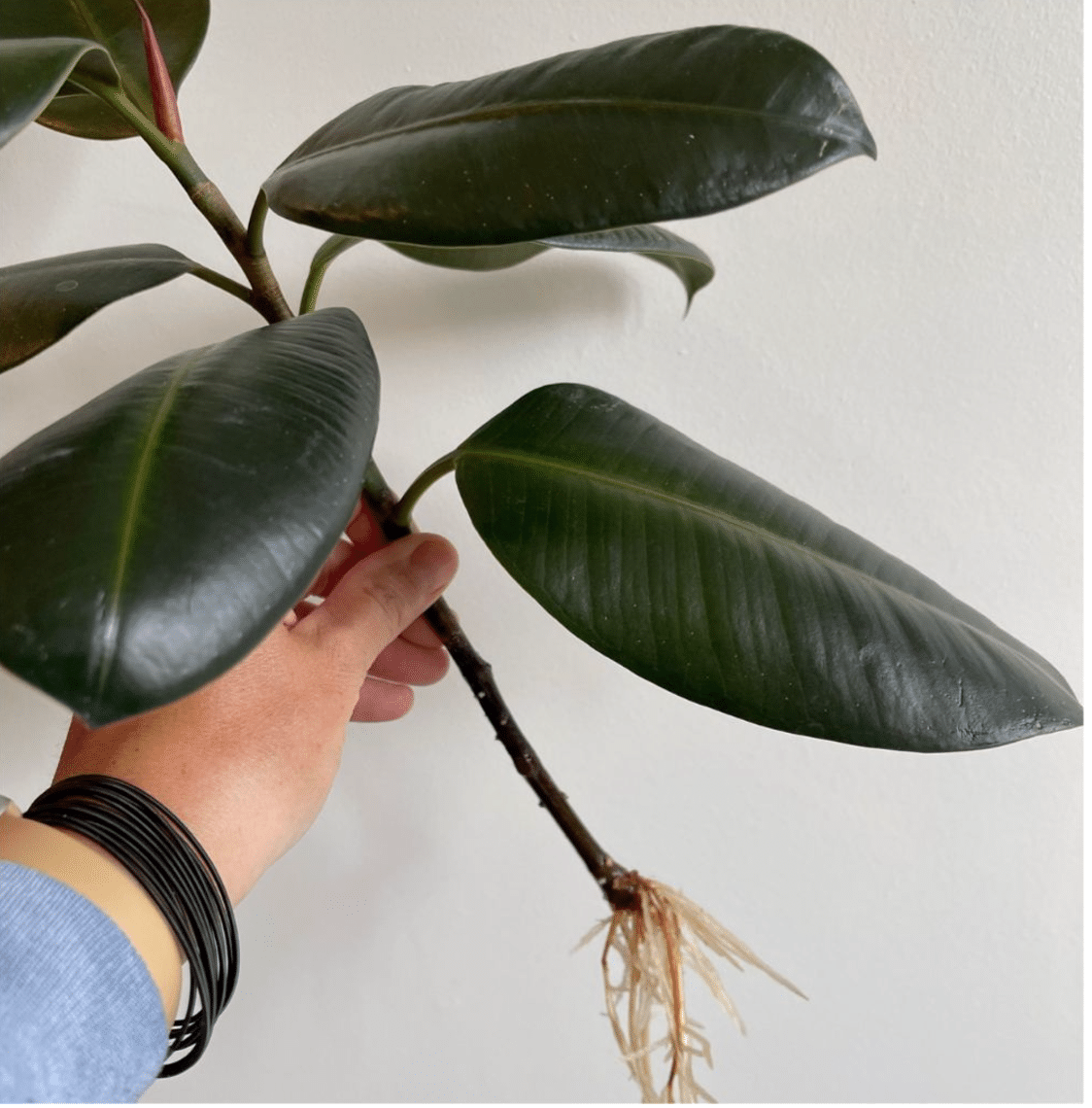 Burgundy rubber plant node to propagate